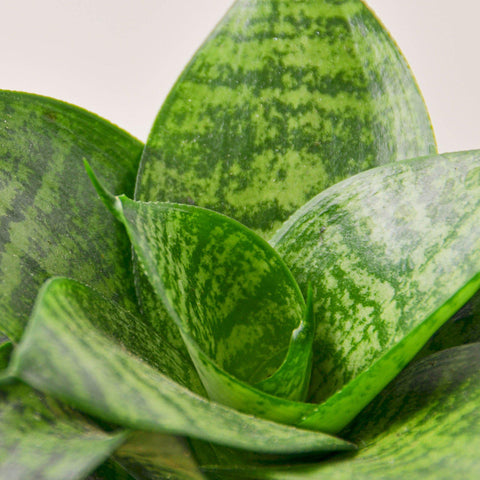 Snake Plant 'Forest Star', additional product view 2