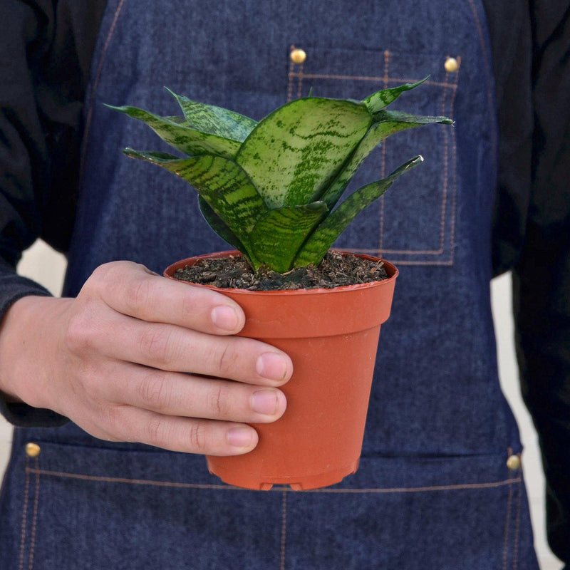 Load image into Gallery viewer, Snake Plant 'Forest Star'
