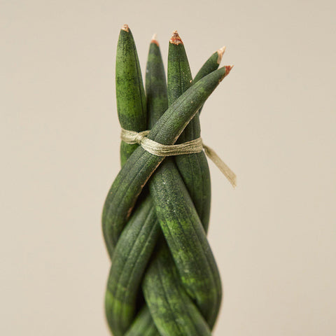 Snake Plant 'Braided', additional product view 2
