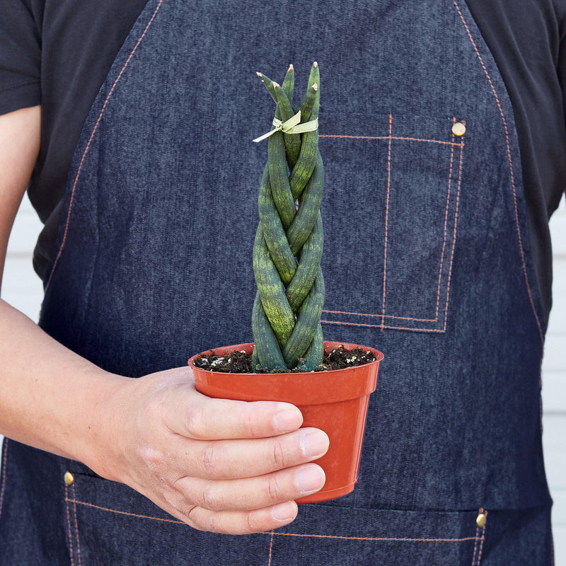 Load image into Gallery viewer, Snake Plant 'Braided'
