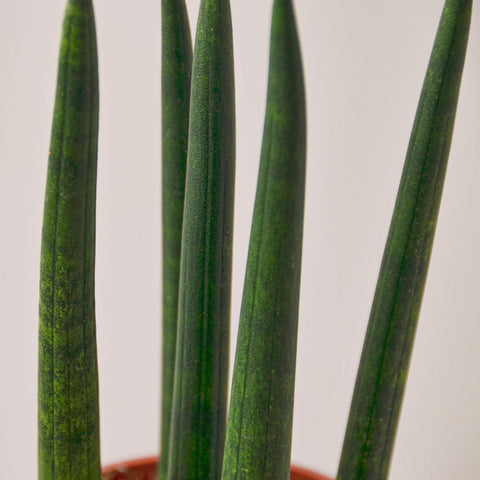 Snake Plant 'Cylindrica', additional product view 2