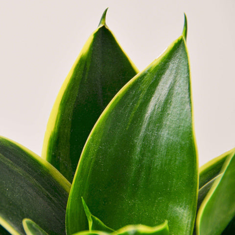 Snake Plant 'Emerald Star', additional product view 2