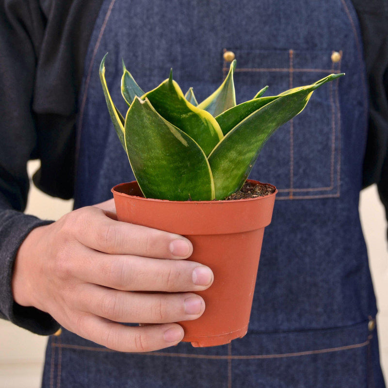 Load image into Gallery viewer, Snake Plant 'Emerald Star'
