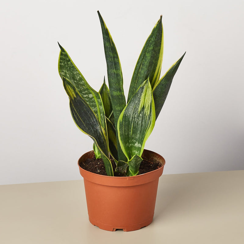 Load image into Gallery viewer, Snake Plant 'Gold Flame'
