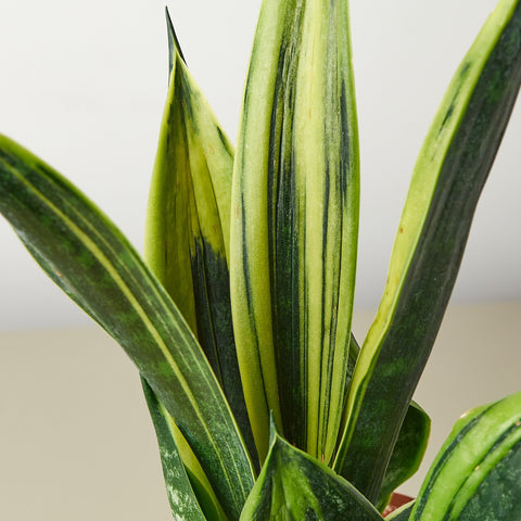 Snake Plant 'Gold Flame', detail view