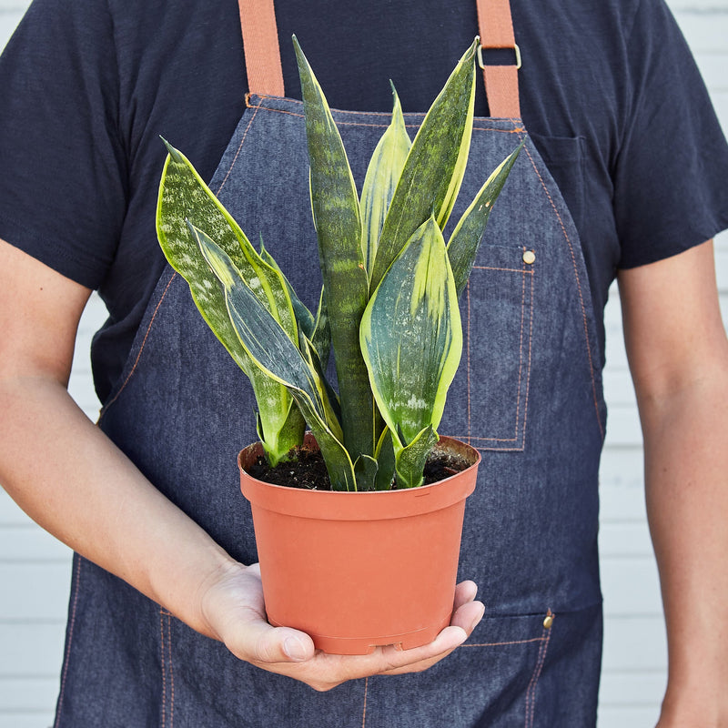 Load image into Gallery viewer, Snake Plant 'Gold Flame'
