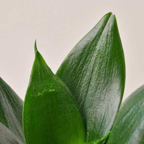 Snake Plant 'Jade', additional product view 2