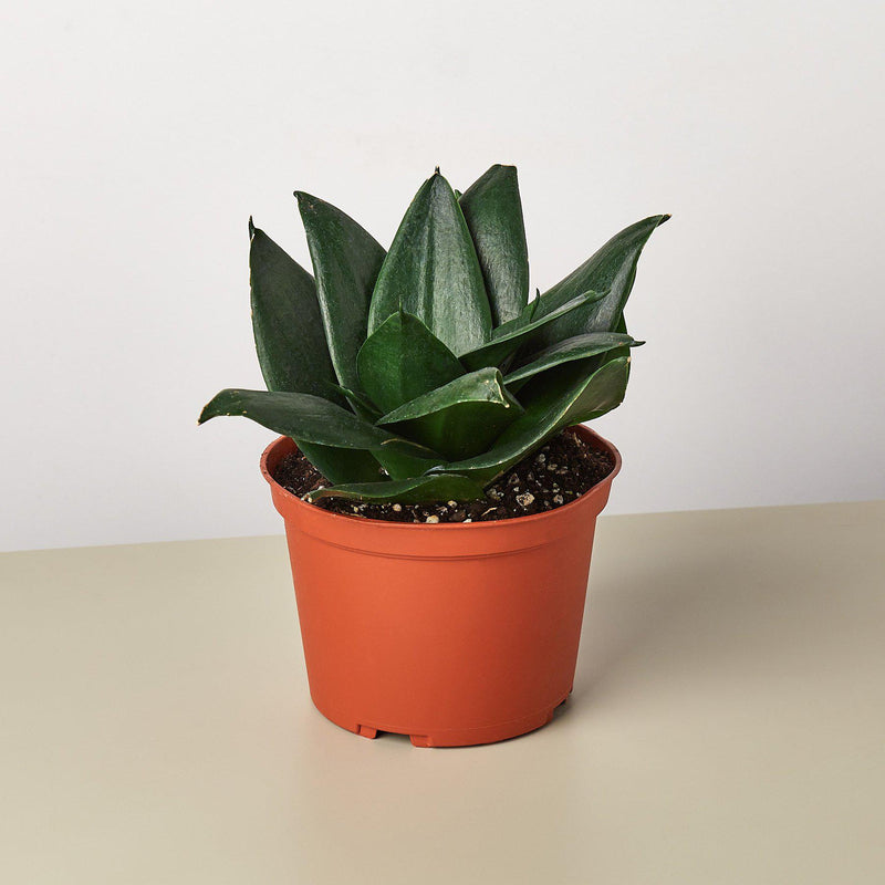 Load image into Gallery viewer, Snake Plant 'Jade'
