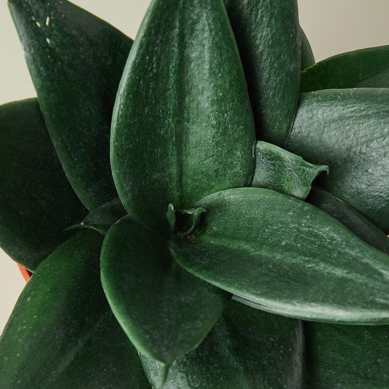 Load image into Gallery viewer, Snake Plant 'Jade'
