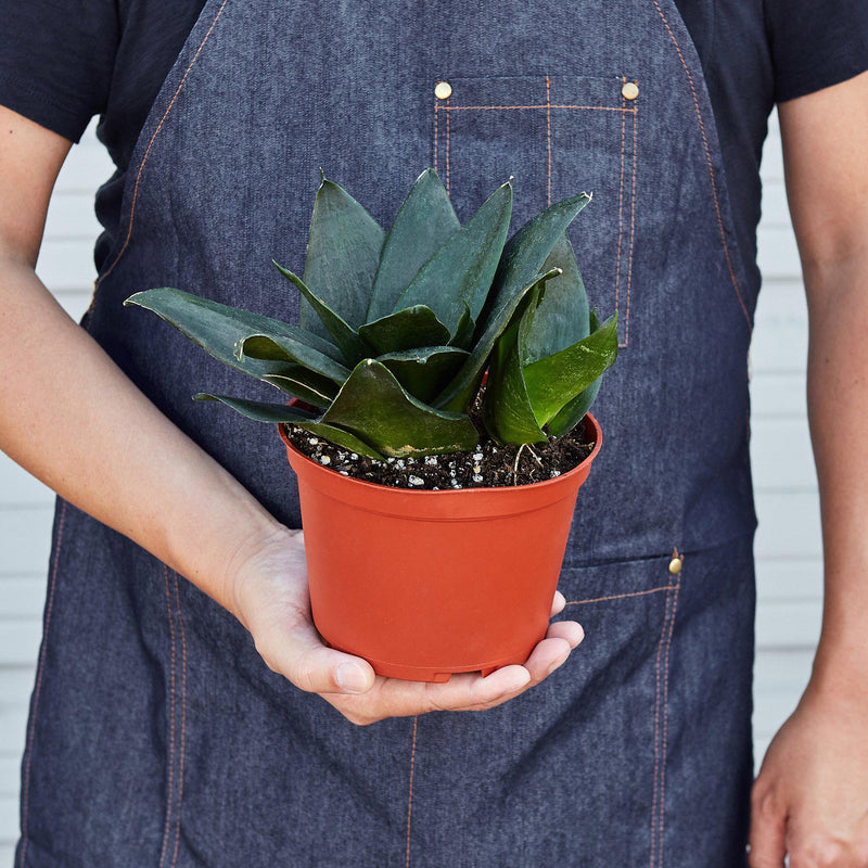 Load image into Gallery viewer, Snake Plant 'Jade'
