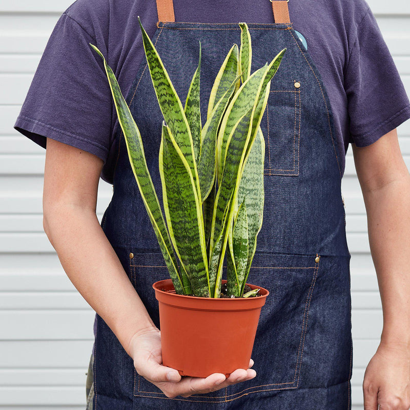 Load image into Gallery viewer, Snake Plant 'Laurentii'
