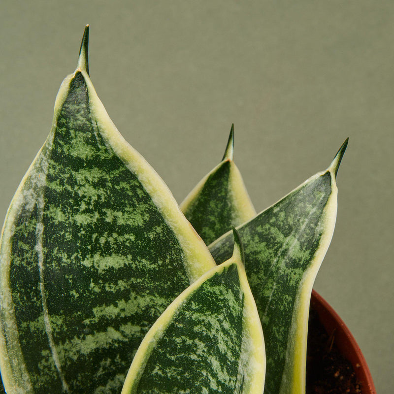 Load image into Gallery viewer, Snake Plant 'Laurentii Dwarf'
