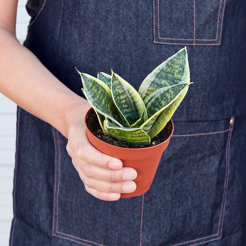 Load image into Gallery viewer, Snake Plant 'Laurentii Dwarf'
