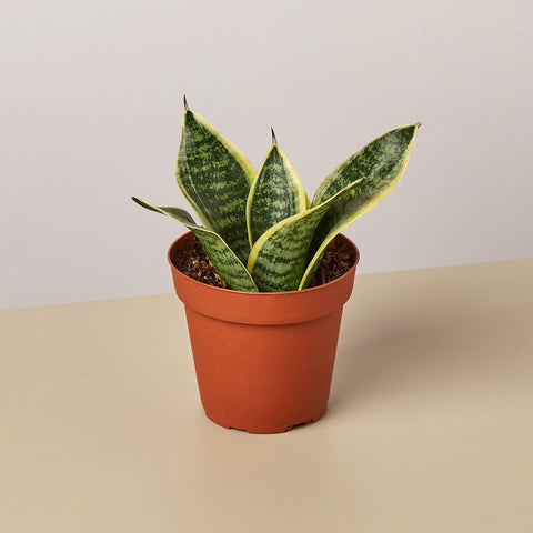 Snake Plant 'Laurentii Dwarf', additional product view 2