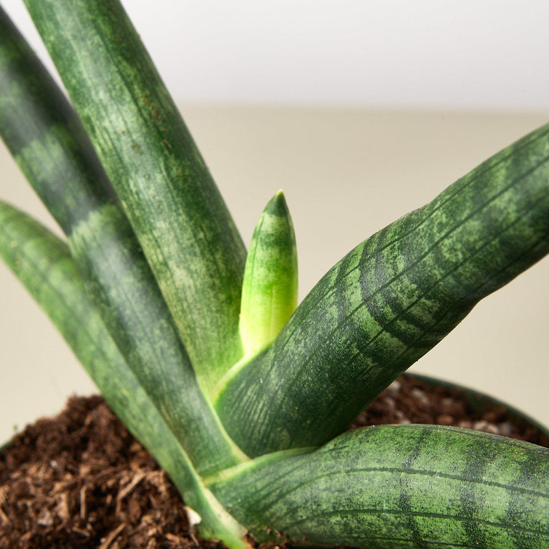Load image into Gallery viewer, Snake Plant 'Starfish'
