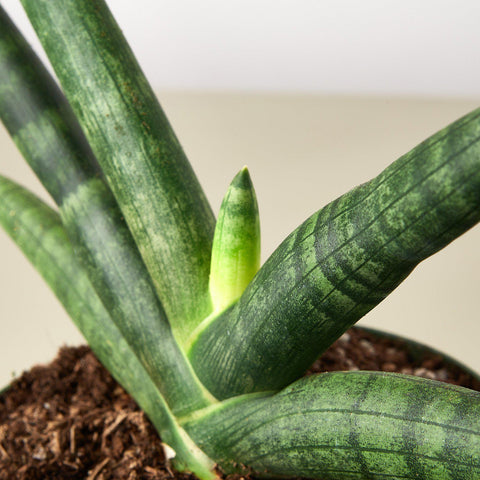 Snake Plant 'Starfish', detail view