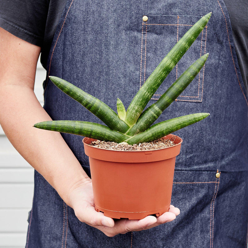 Load image into Gallery viewer, Snake Plant 'Starfish'
