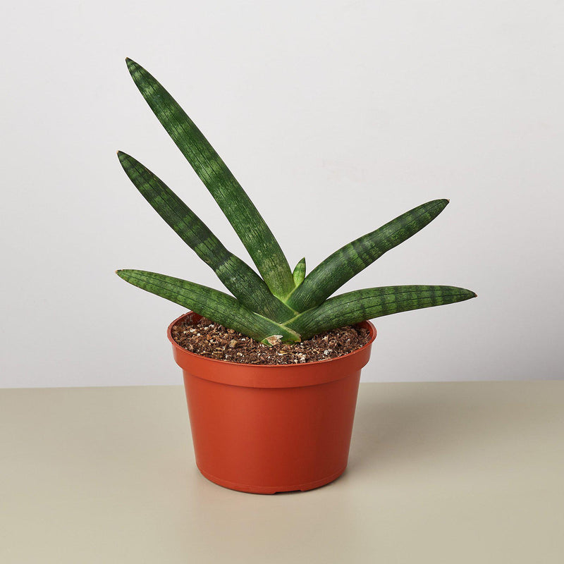 Load image into Gallery viewer, Snake Plant 'Starfish'
