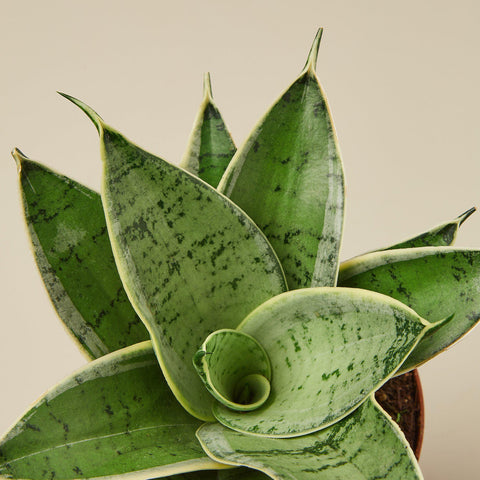 Snake Plant 'Starlight', additional product view 2