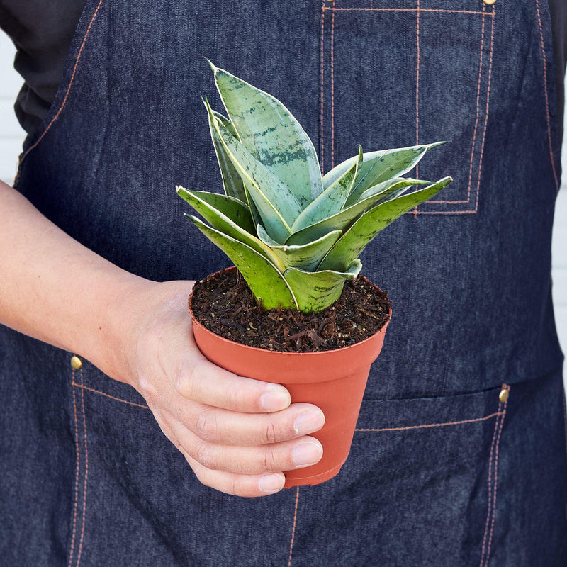 Load image into Gallery viewer, Snake Plant 'Starlight'
