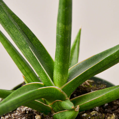Snake Plant 'Stuckii', additional product view 2