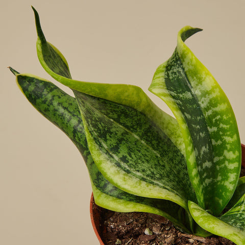 Snake Plant 'Twist', additional product view 2