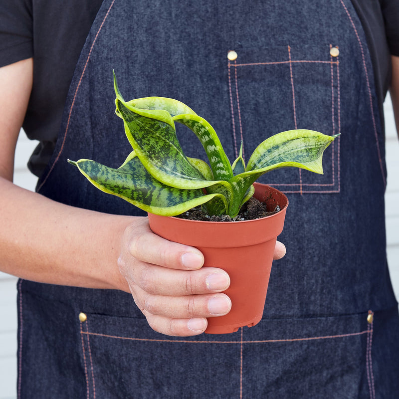 Load image into Gallery viewer, Snake Plant 'Twist'
