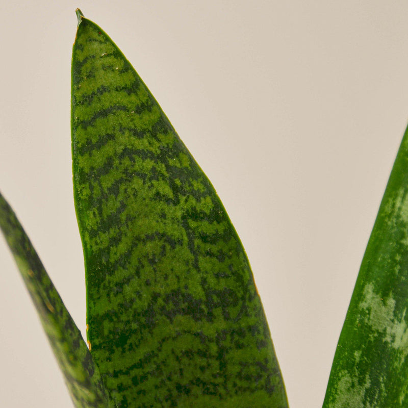 Load image into Gallery viewer, Snake Plant 'Zeylanica'
