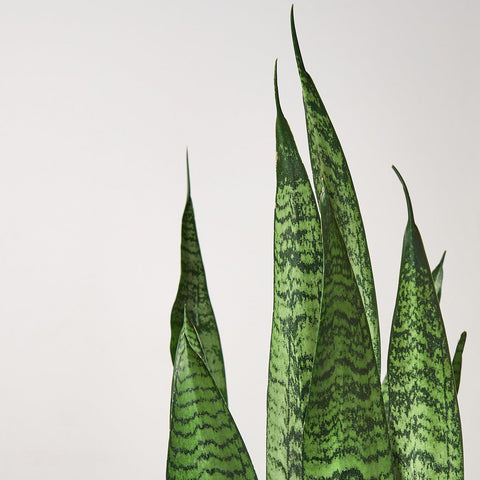 Snake Plant 'Zeylanica', detail view