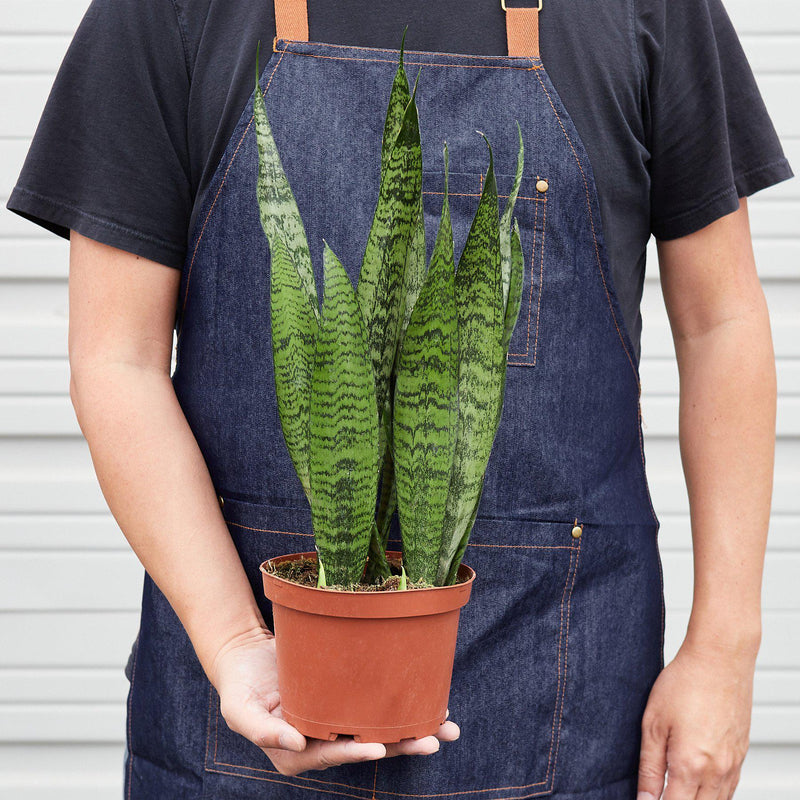 Load image into Gallery viewer, Snake Plant 'Zeylanica'
