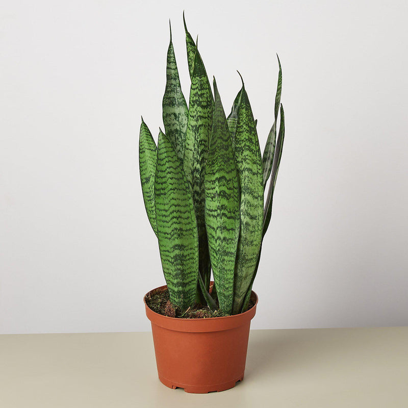 Load image into Gallery viewer, Snake Plant 'Zeylanica'
