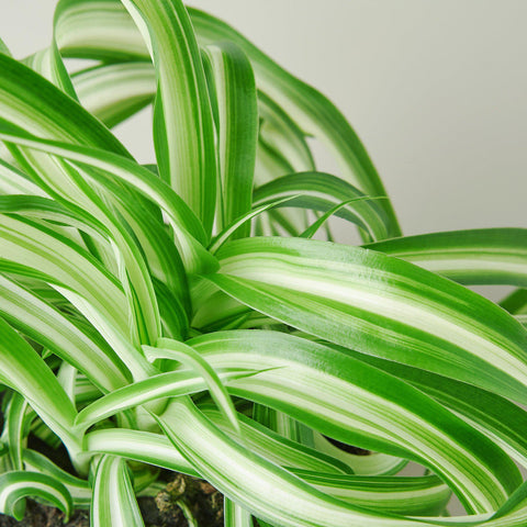 Spider Plant 'Bonnie', detail view