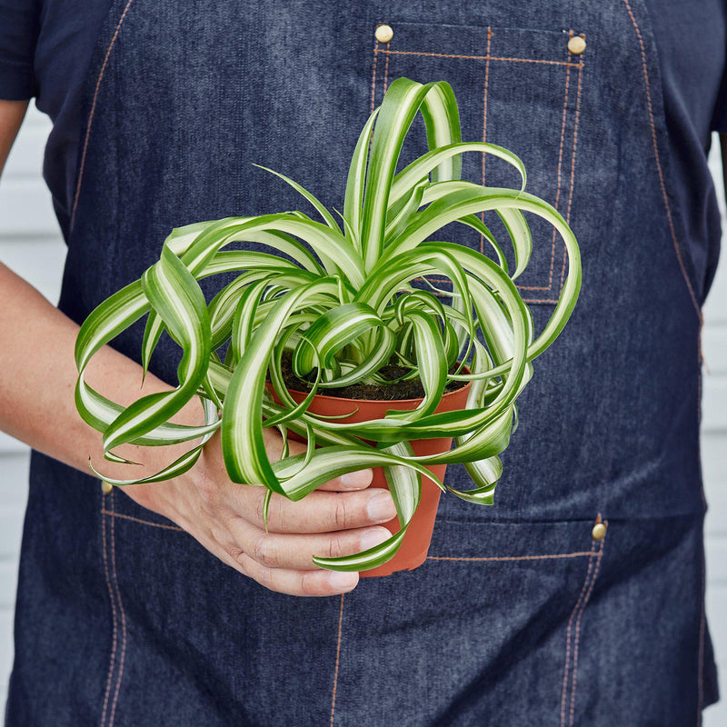 Load image into Gallery viewer, Spider Plant 'Bonnie'
