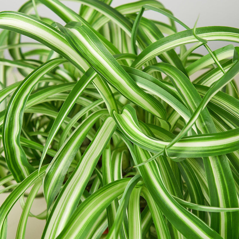 Load image into Gallery viewer, Spider Plant 'Bonnie'
