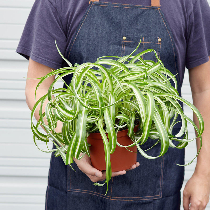 Load image into Gallery viewer, Spider Plant 'Bonnie'
