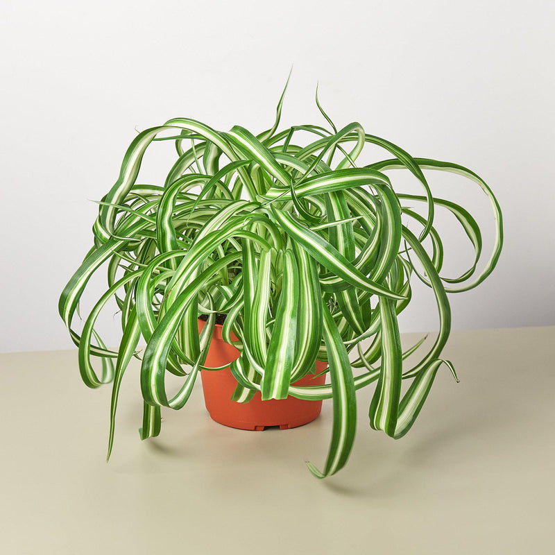 Load image into Gallery viewer, Spider Plant 'Bonnie'
