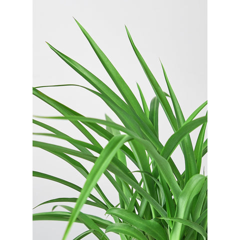 Spider Plant 'Green', additional product view 2