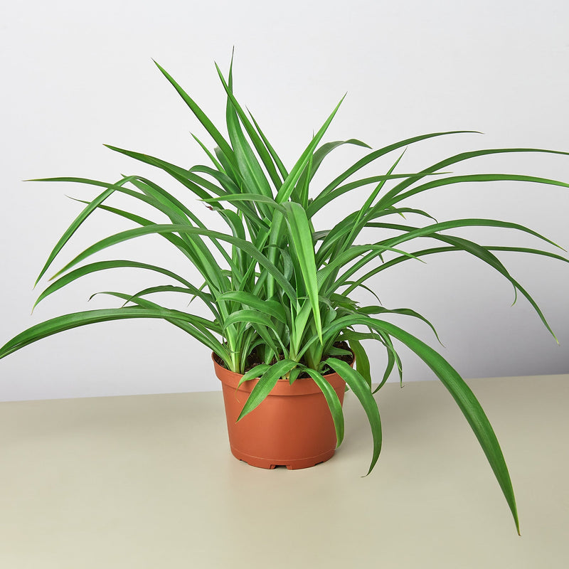 Load image into Gallery viewer, Spider Plant 'Green'
