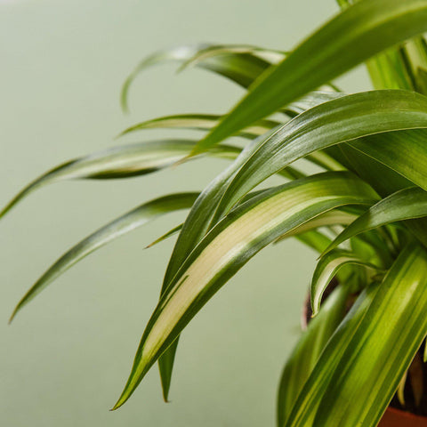 Spider Plant 'Hawaiian', additional product view 2