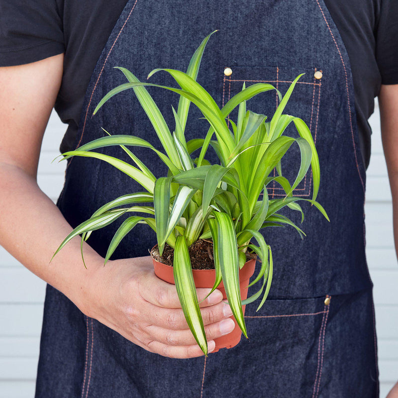 Load image into Gallery viewer, Spider Plant 'Hawaiian'
