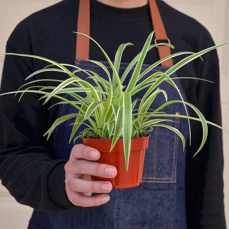 Load image into Gallery viewer, Spider Plant 'Reverse'
