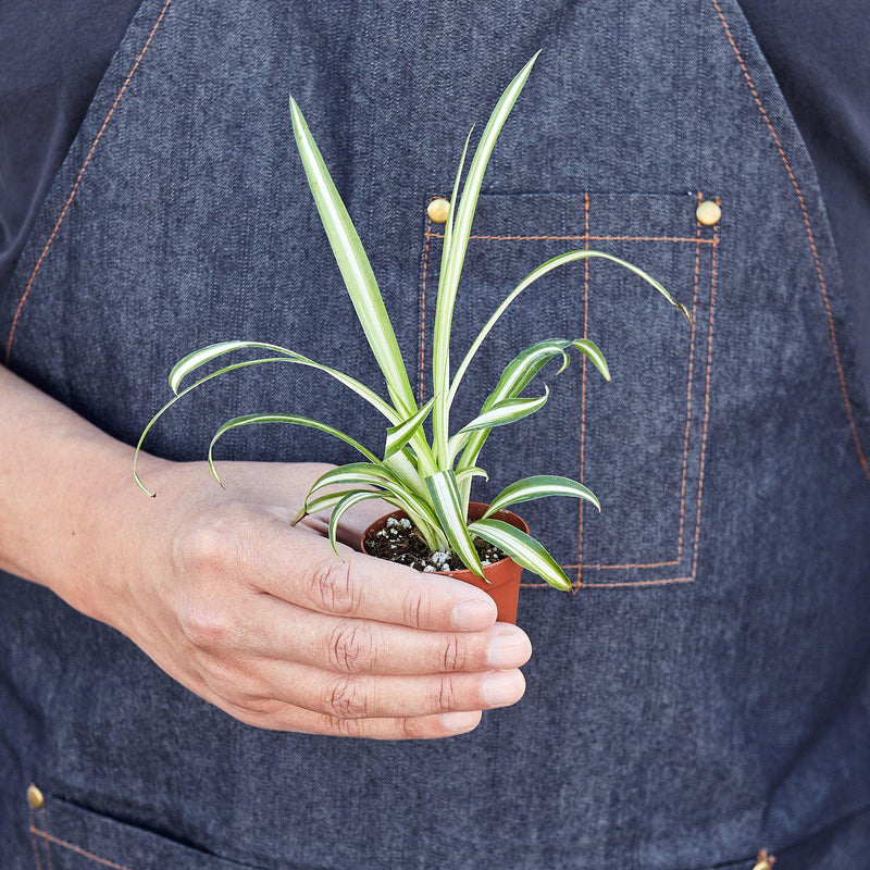 Load image into Gallery viewer, Spider Plant 'Reverse'
