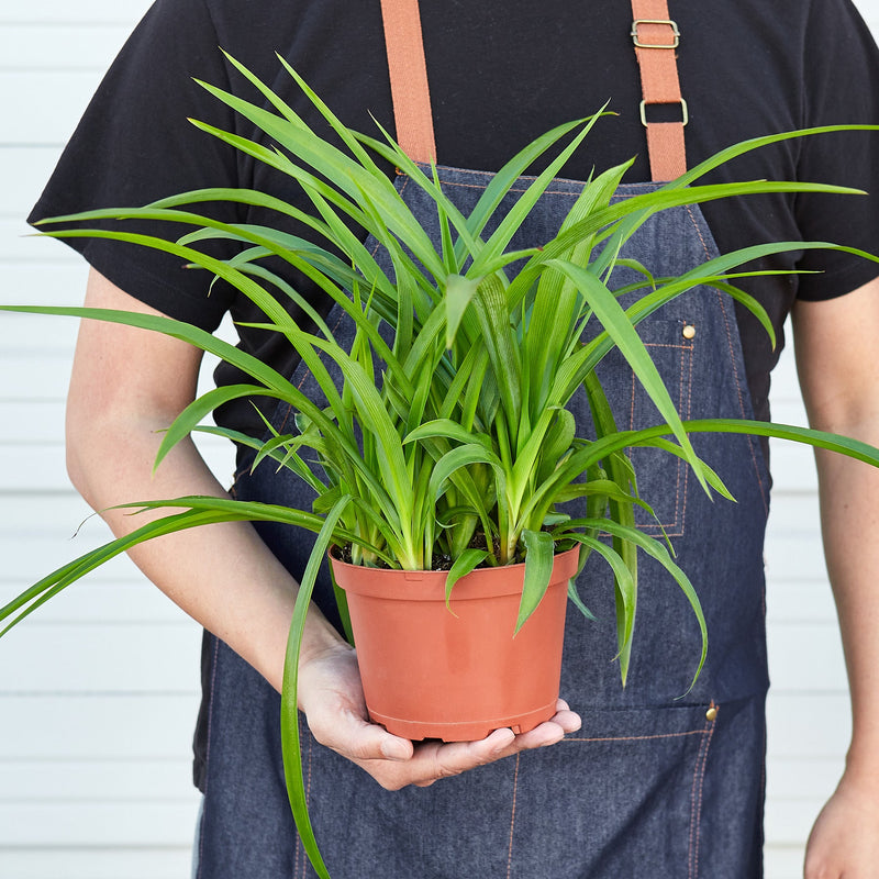 Load image into Gallery viewer, Spider Plant 'Green'
