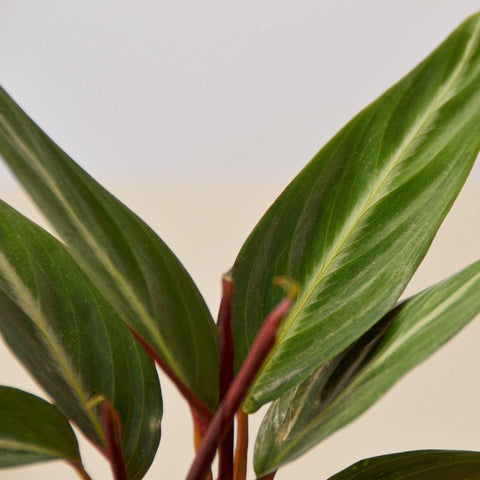 Stromanthe 'Sanguinea', additional product view 2