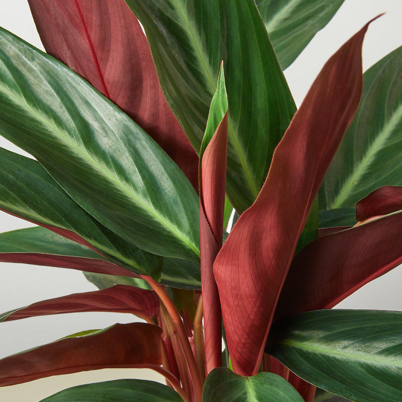 Load image into Gallery viewer, Stromanthe 'Sanguinea'

