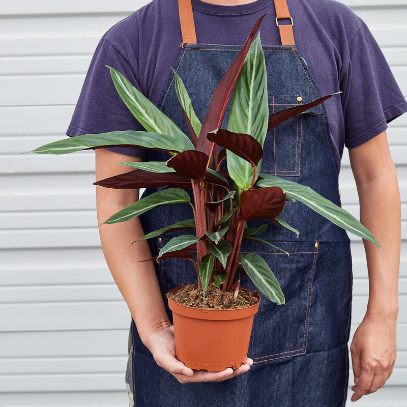 Load image into Gallery viewer, Stromanthe 'Sanguinea'
