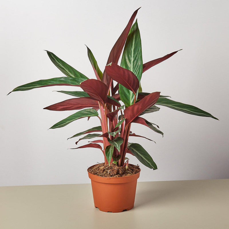 Load image into Gallery viewer, Stromanthe 'Sanguinea'
