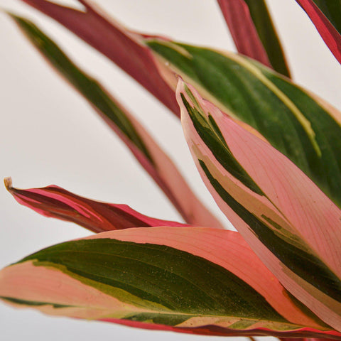 Stromanthe 'Triostar', additional product view 2