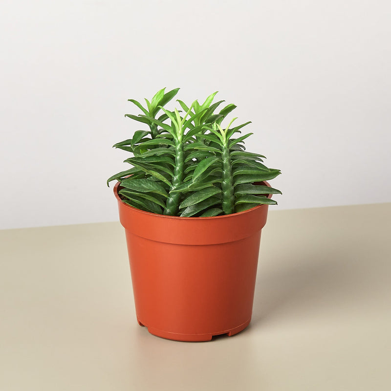 Load image into Gallery viewer, Devil's Backbone Euphorbia
