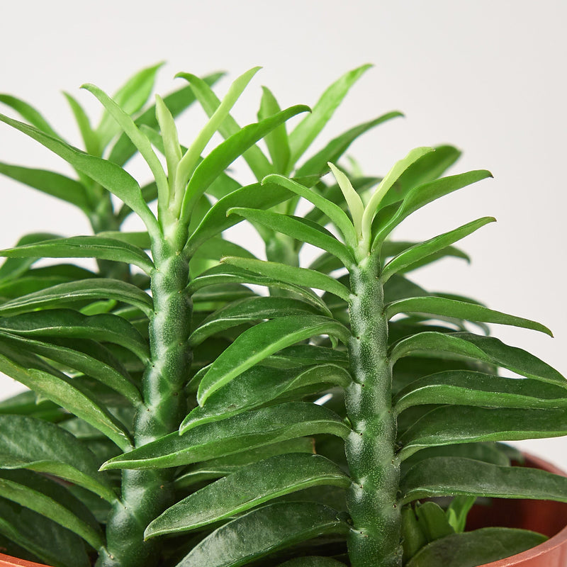 Load image into Gallery viewer, Devil's Backbone Euphorbia
